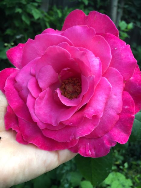 40BD3EE1-0763-4D8A-9EB1-731D5D8DE55F - Trandafiri 2019 II