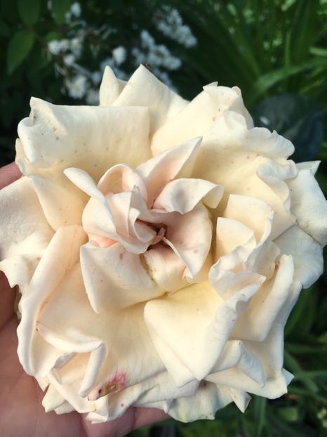 0E4CCA29-7E69-4C0F-90DD-820A270EDBFB - Trandafiri 2019 II