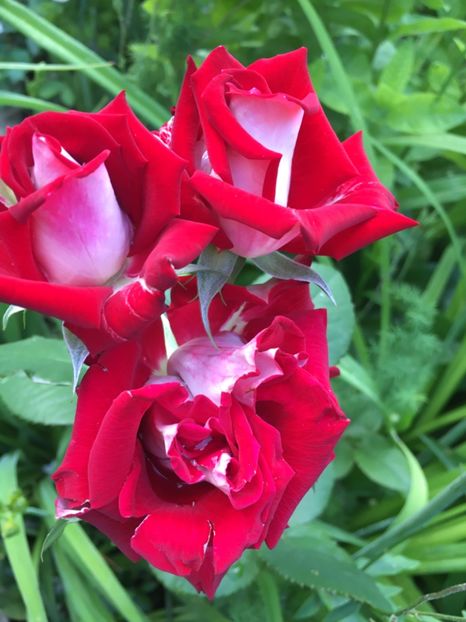 Osiria - Trandafiri 2019 II