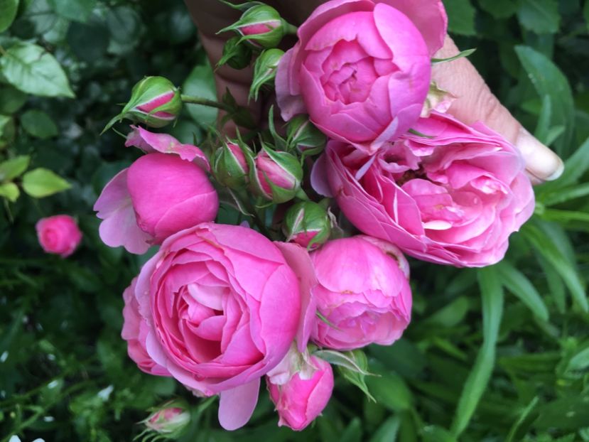 Pomponella - Trandafiri 2019 II