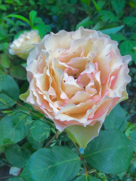 jalitah - Trandafiri 2019 II