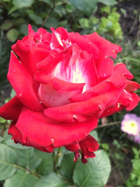 Aliantz - Trandafiri 2019 II