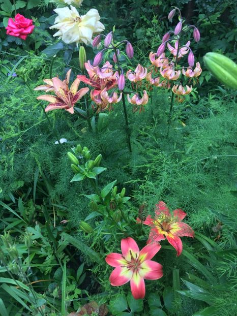 44CF63A2-6900-4A76-94AD-02F766F72894 - Iunie