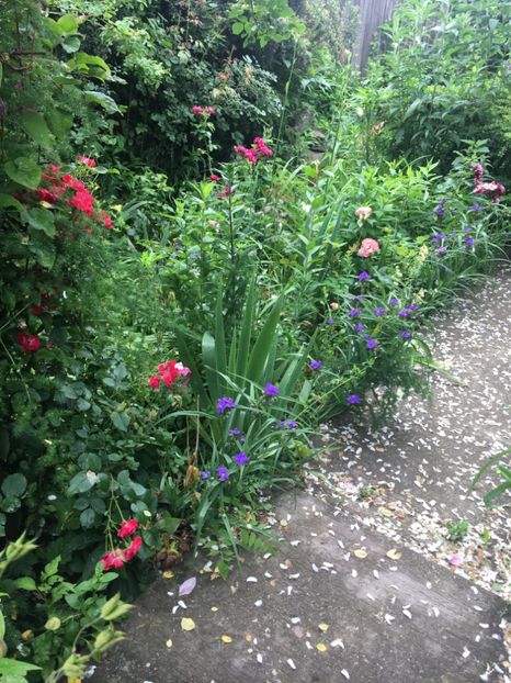 740AAD28-68FC-424D-BC2D-36B919684E35 - Iunie