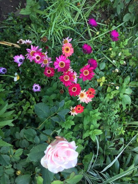 781248B9-0FF4-4FB3-956A-D3501FD43A53 - Iunie