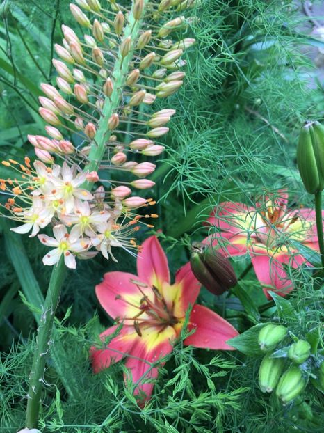 6EB86F5B-173D-4D27-9D3C-6B5F84730B31 - Crini 2019