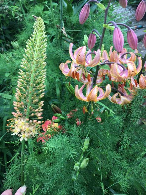 64BCF5FC-F60A-4511-A78D-1FFE2A50E2EF - Crini 2019