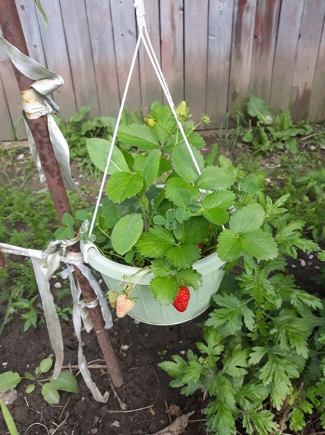 Capsune - Primavara 2019