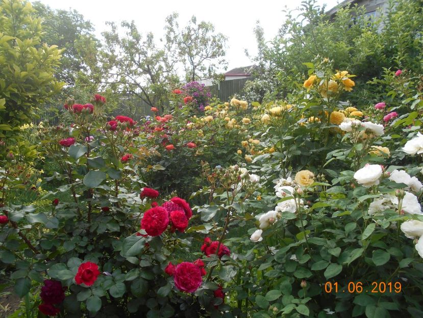  - 2Trandafiri 2019