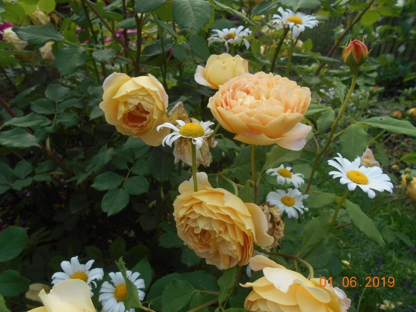  - Golden Celebration