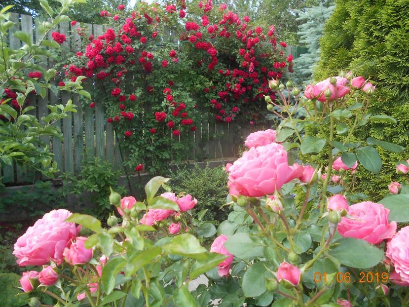  - 2Trandafiri 2019