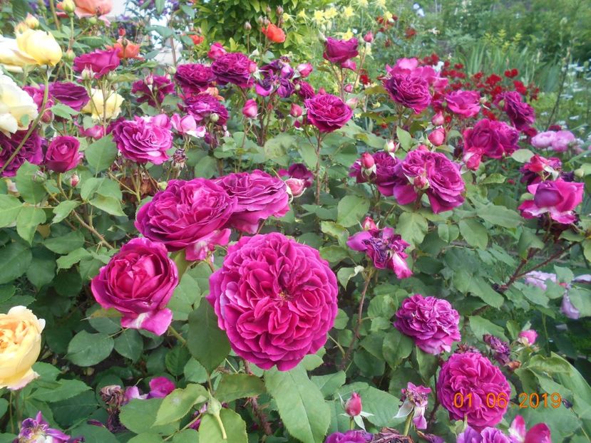  - 2Trandafiri 2019