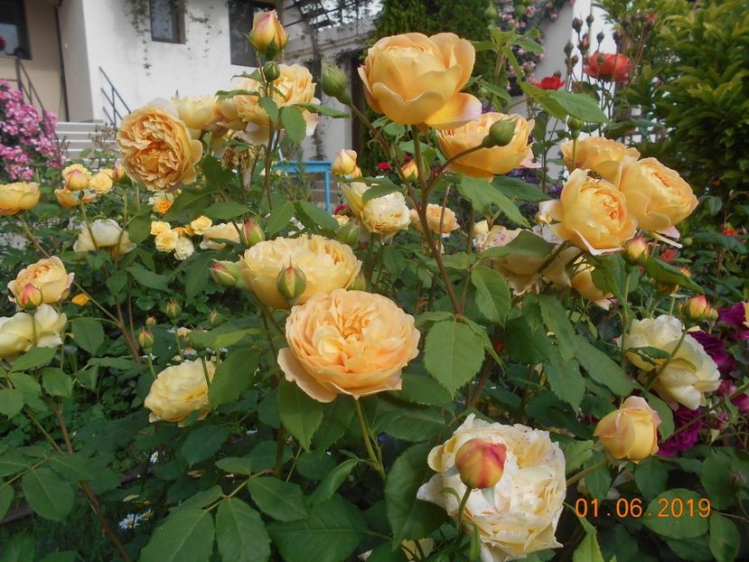  - 2Trandafiri 2019