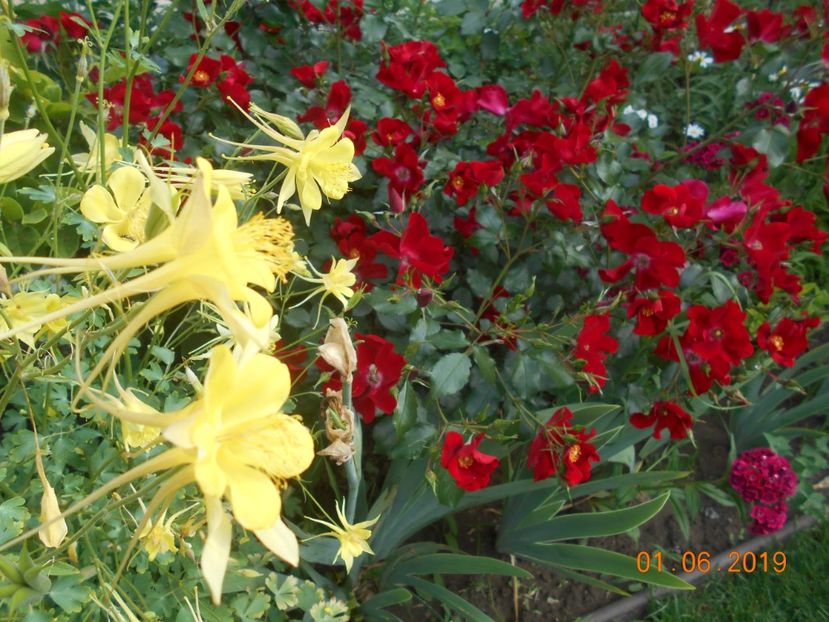  - 2Trandafiri 2019