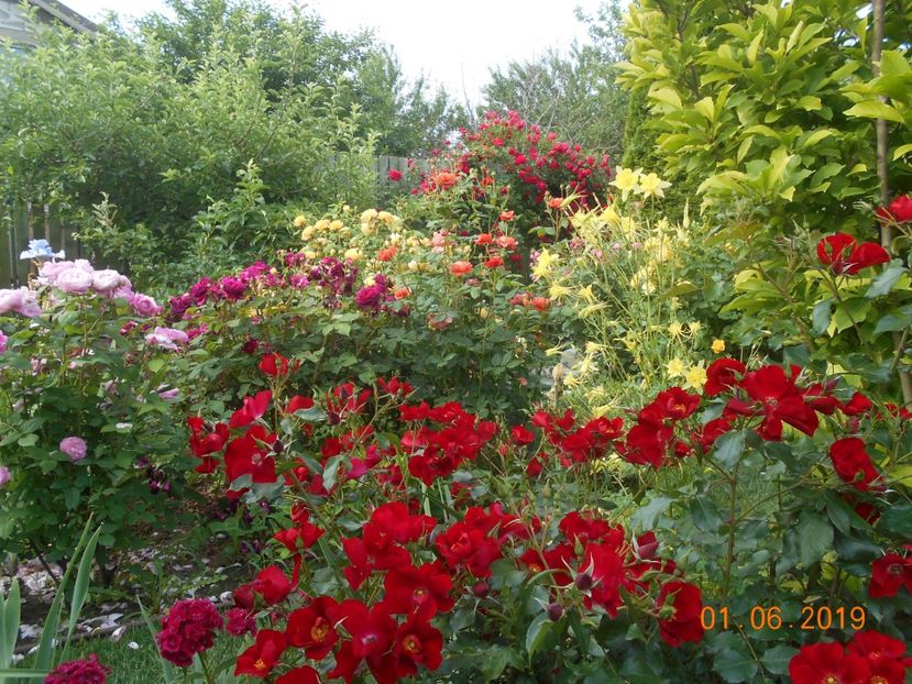  - 2Trandafiri 2019