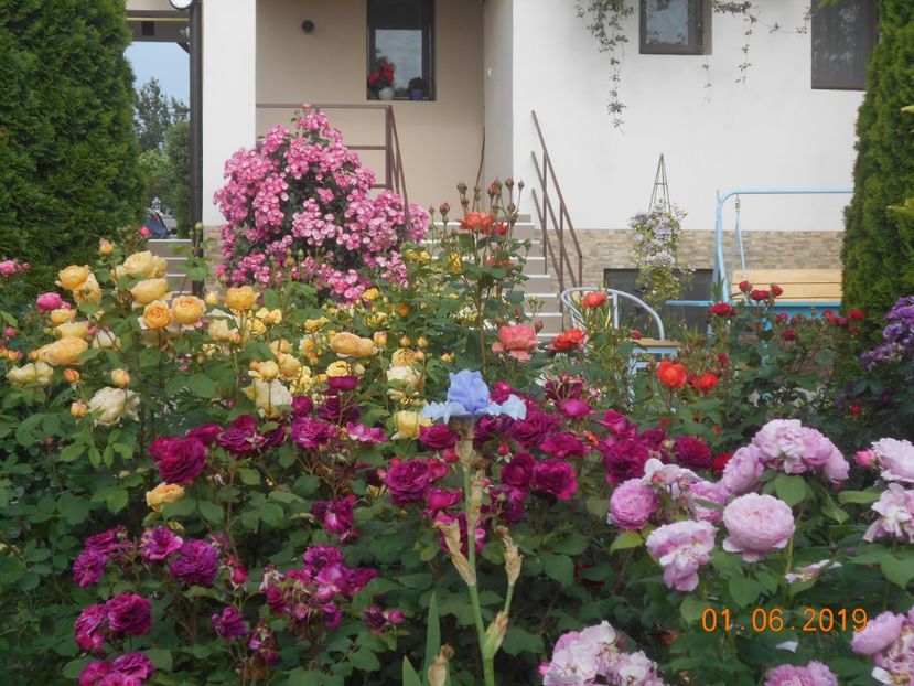  - 2Trandafiri 2019