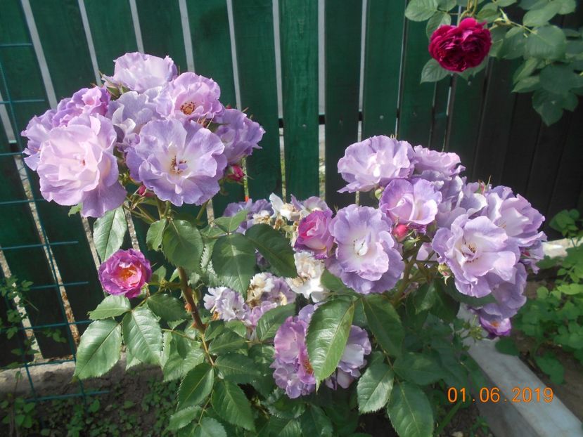  - 2Trandafiri 2019