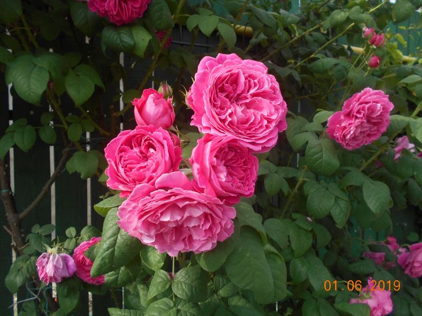  - Madame Isaac Pereire