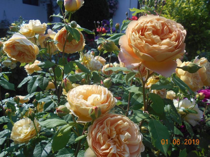  - 2Trandafiri 2019