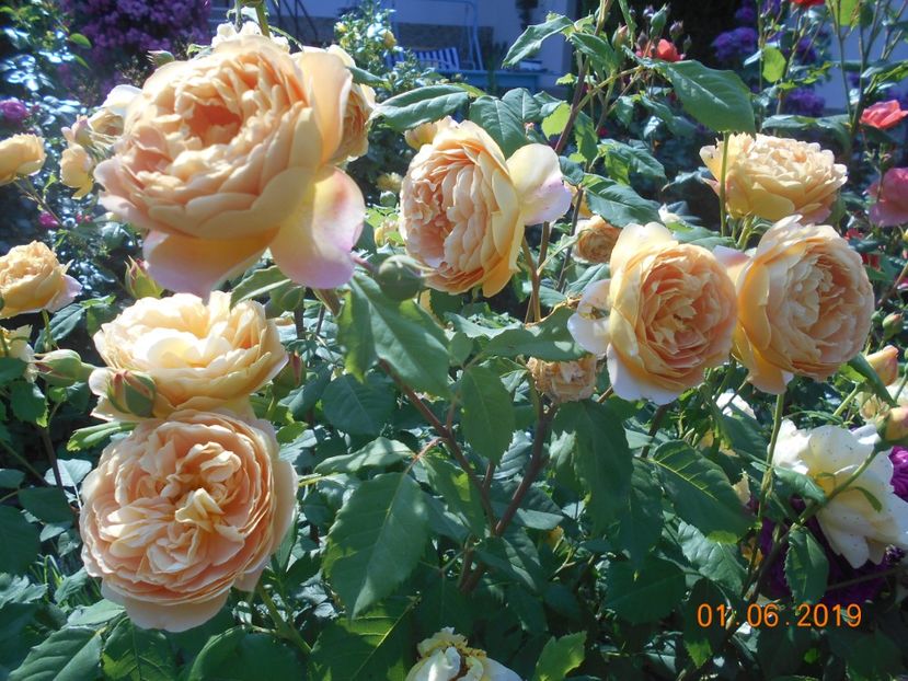  - Golden Celebration