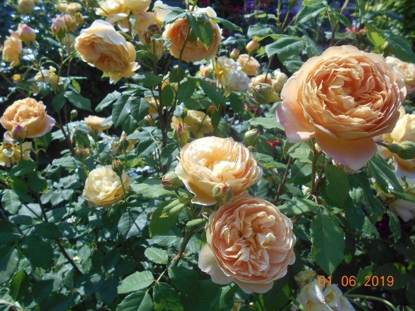  - Golden Celebration