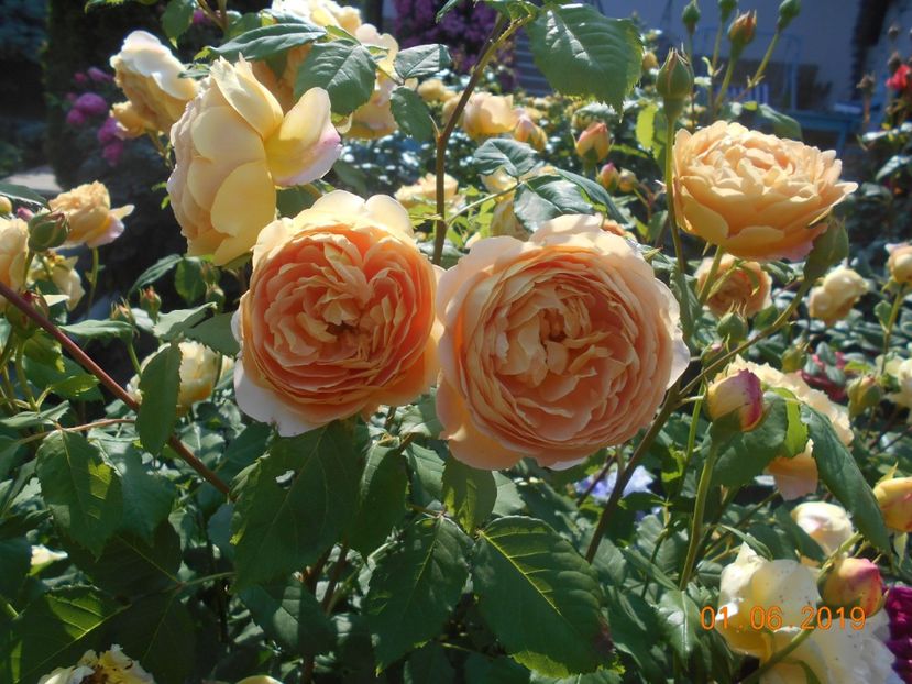  - Golden Celebration