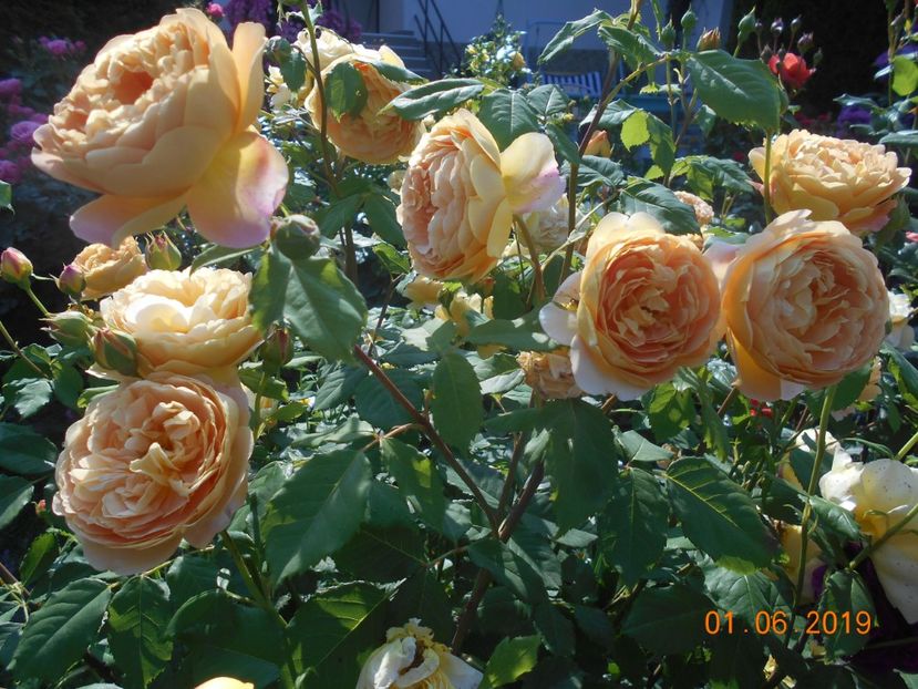  - Golden Celebration