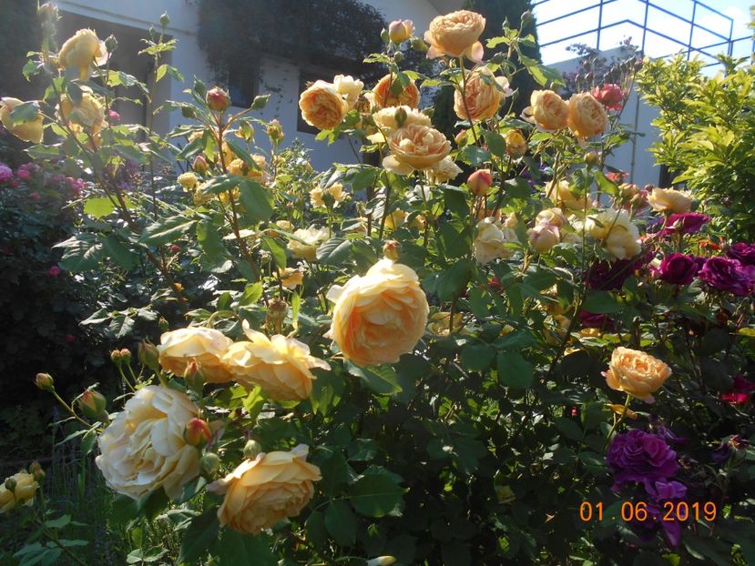  - Golden Celebration