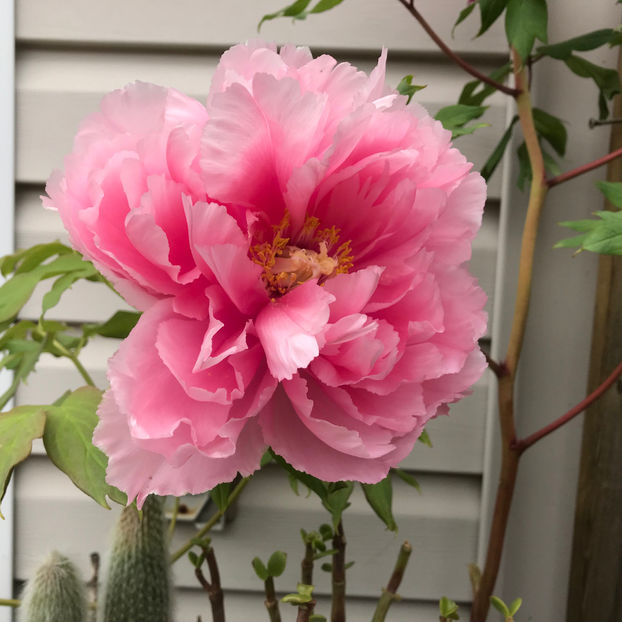  - Jurnalul gradinii 2019