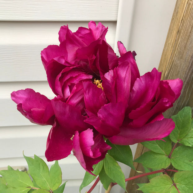  - Jurnalul gradinii 2019