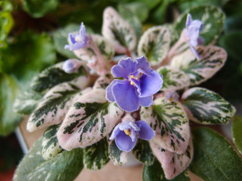 Definitely Darryl - a a Ghiceste varietatea