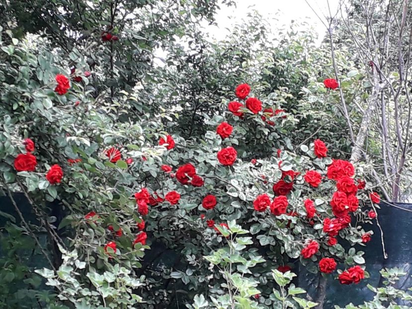 Primii trandafiri - a-primavara-2019
