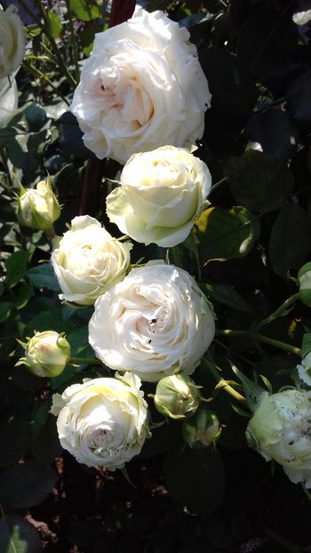  - Palais Royale 2019