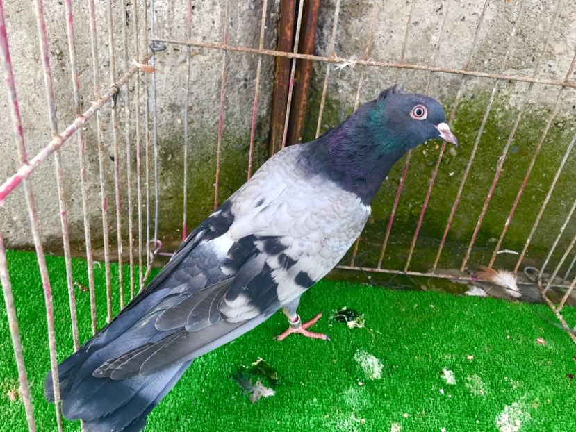 E90E10A5-AC94-43AE-A60C-D6BC837D3DB6 - Pui Zburator Beograd