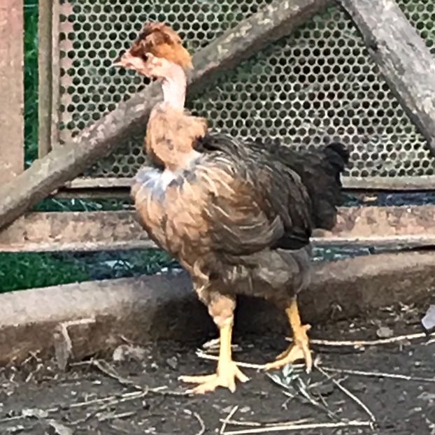 AA8EA41F-5082-434F-9ED8-592AB7FA0389 - Puisori 2019