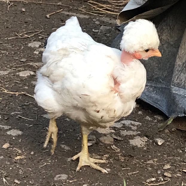 E5170165-4920-4AF7-8DA7-C85EB5C5A523 - Puisori 2019