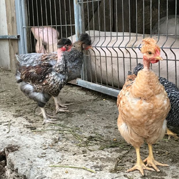 C4845306-C7B6-4E29-9D77-3D31F2646342 - Puisori 2019