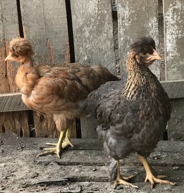 49E67797-25AC-464A-9402-A92D64A30777 - Puisori 2019