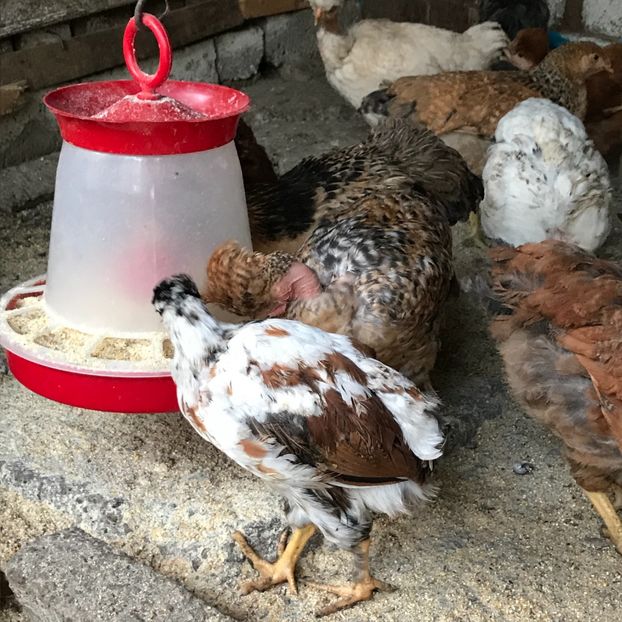 57CDFEED-87A0-4C1A-9702-65B99B2D747B - Puisori 2019