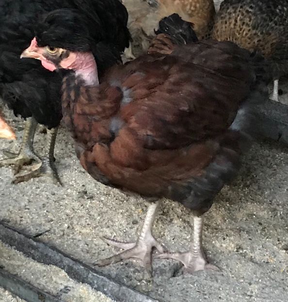 5F20B2B7-BBFD-44D8-B246-F48E54E801B9 - Puisori 2019