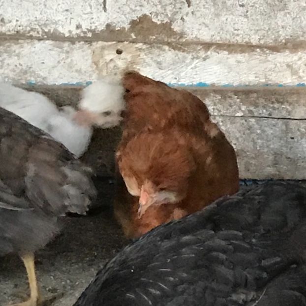 B52448F7-3DCB-4828-BA2F-A63830CC0DC3 - Puisori 2019