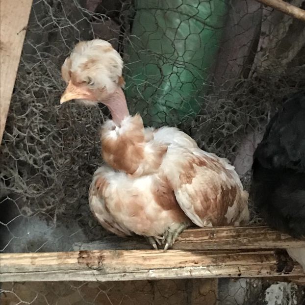 CA73B97F-2692-414F-BE1B-8F4C2D8B8B1D - Puisori 2019