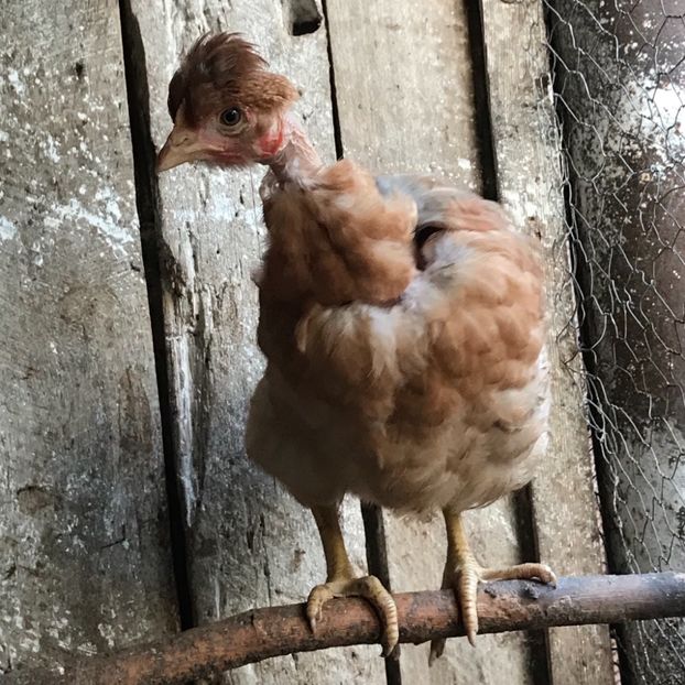 2D37E5C6-1CE9-4D92-979B-D119165C2D57 - Puisori 2019