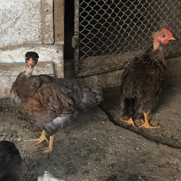 8D0497A2-1E8F-443A-990E-274FFC8E04BF - Puisori 2019