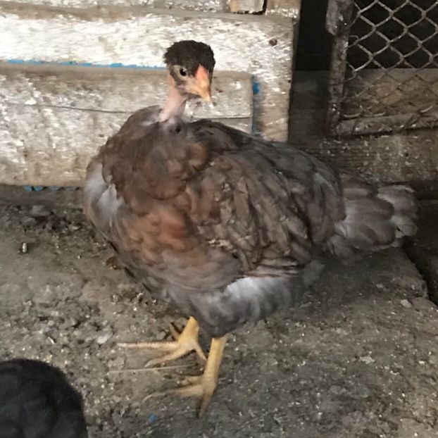 7F6D70B9-6174-40EE-9157-CA7C4A459578 - Puisori 2019