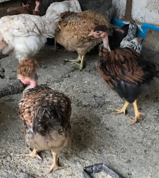 A35EB4E5-92FB-4C86-8852-CC8854D0F584 - Puisori 2019