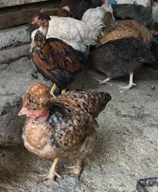 AA5CB758-17D3-4469-B242-F8005F9BC1D8 - Puisori 2019