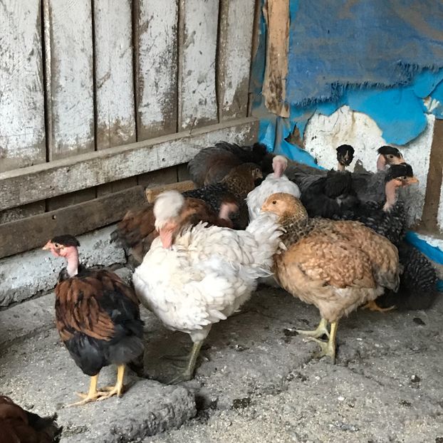 F5155CD8-2FC2-4116-870C-32784B3F8351 - Puisori 2019