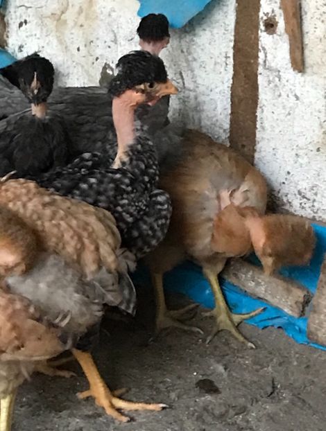 445E4DA6-2A8A-4891-AAA8-8874FCC1A5BF - Puisori 2019