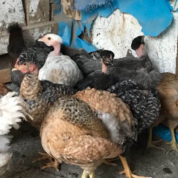 A96CDECA-6708-46C4-B9C5-F354B22E8036 - Puisori 2019